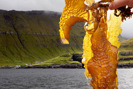 Besuch zur Algenernte auf den Faroer Inseln