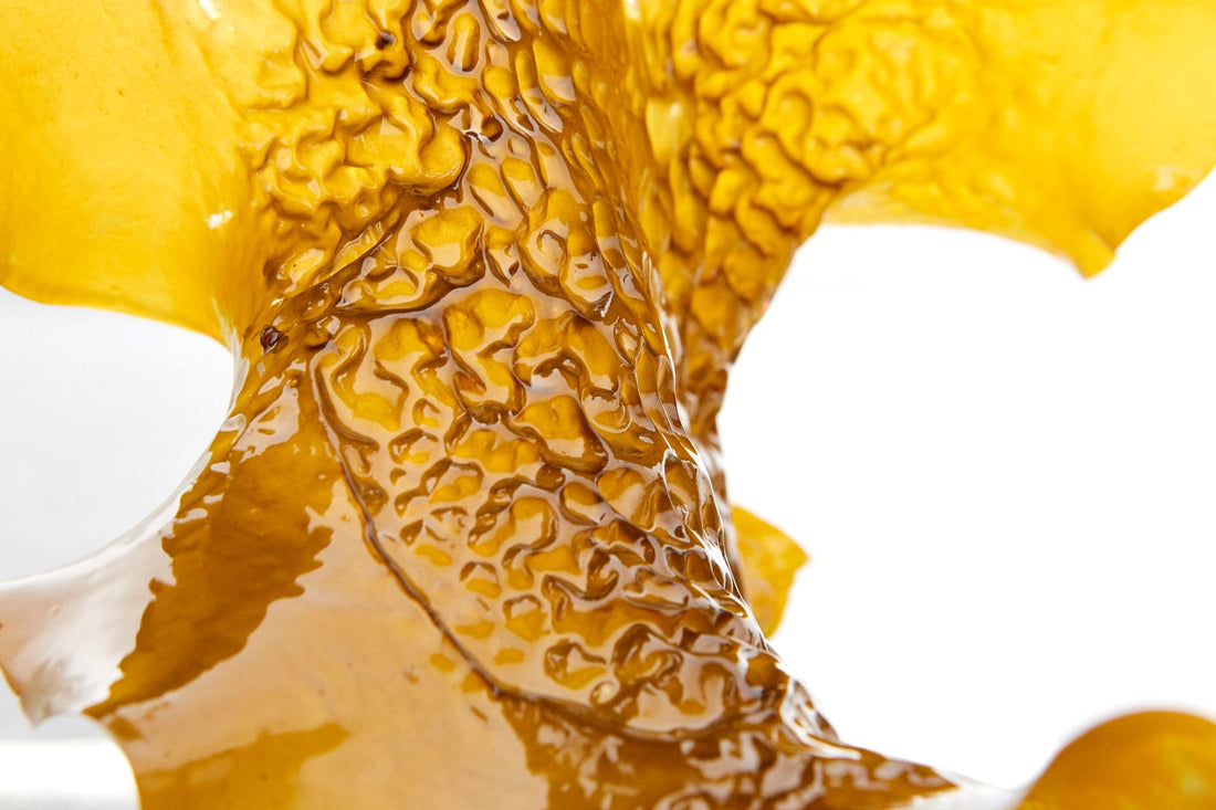 Kunst und Algen – Wenn Natur zur Inspiration wird